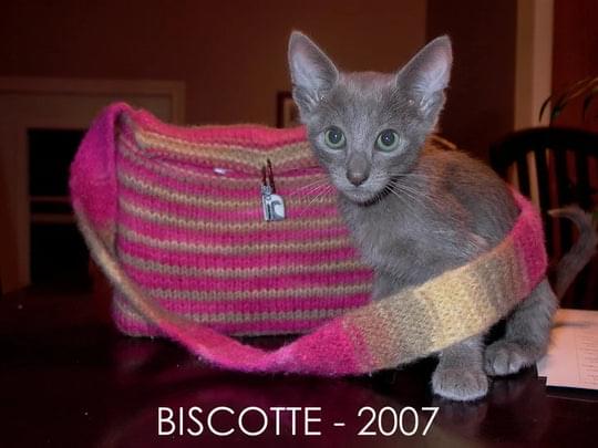 Biscotte Yarns Inc, Wednesday, March 15, 2023, Press release picture