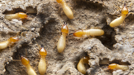 Termites